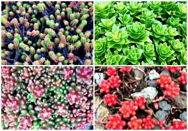 GreenRoofCollage