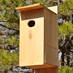 Duck Boxes Duck Boxes