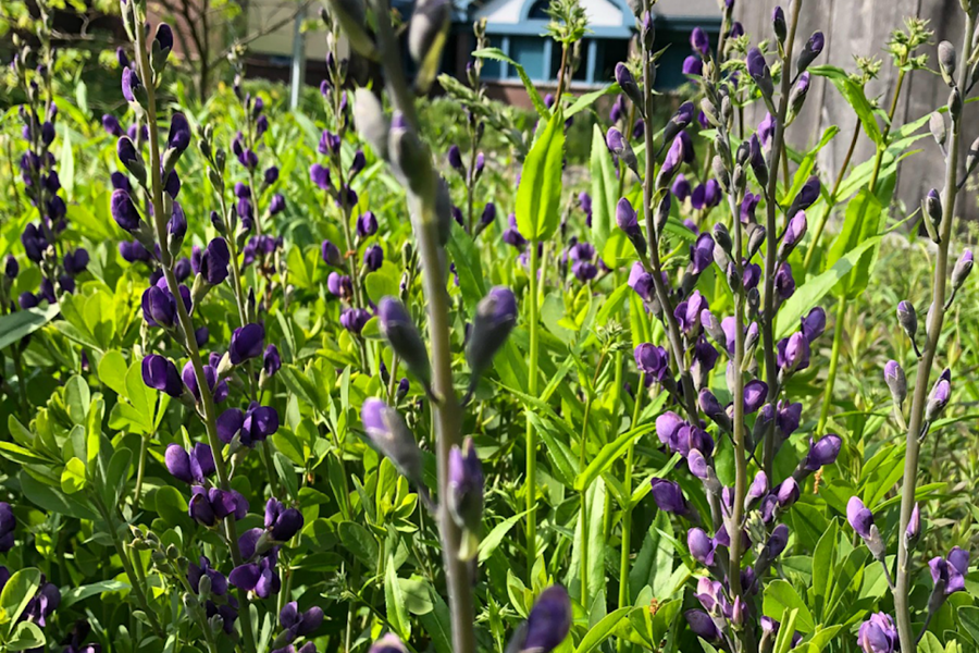 Native Plant and Rain Gardens