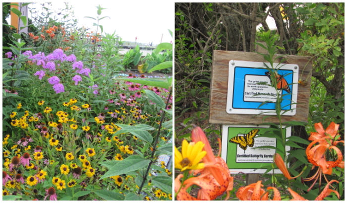 Ventnor-Pollinator-Garden.png Ventnor-Pollinator-Garden.png