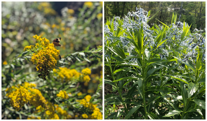 ACUA-Native-Pant-Garden.png ACUA-Native-Pant-Garden.png
