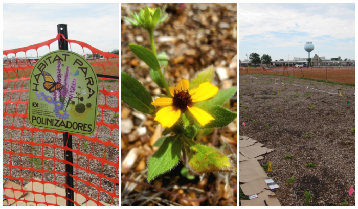 Ventnor-Green-Team-Garden.png Ventnor-Green-Team-Garden.png