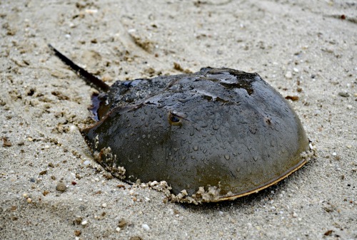 HorseshoeCrab HorseshoeCrab