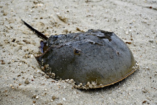 HorseshoeCrab