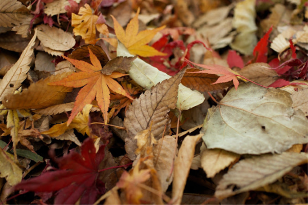 Leaves