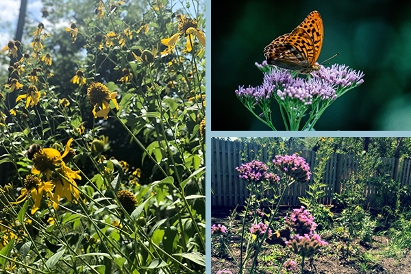 NativePlants2
