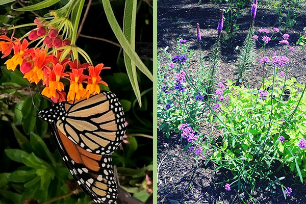 NativePlants