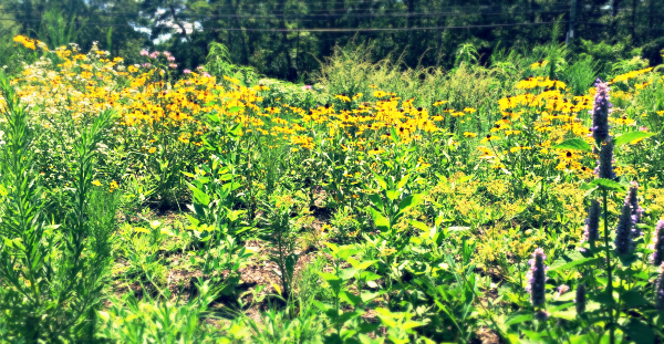 Flowers Flowers