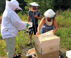 bees3 bees3